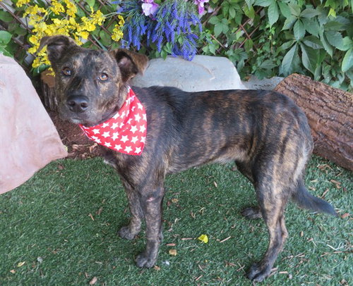 JOJO, an adoptable Australian Cattle Dog in Oklahoma City, OK