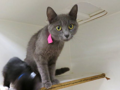 A476050, Adult Domestic Short Hair (medium coat), cat for adoption in Edmond, Oklahoma