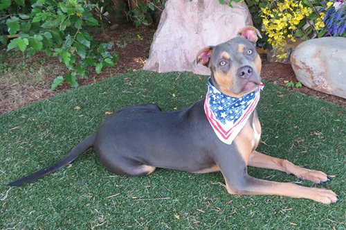 GEORGE, an adoptable Doberman Pinscher in Oklahoma City, OK