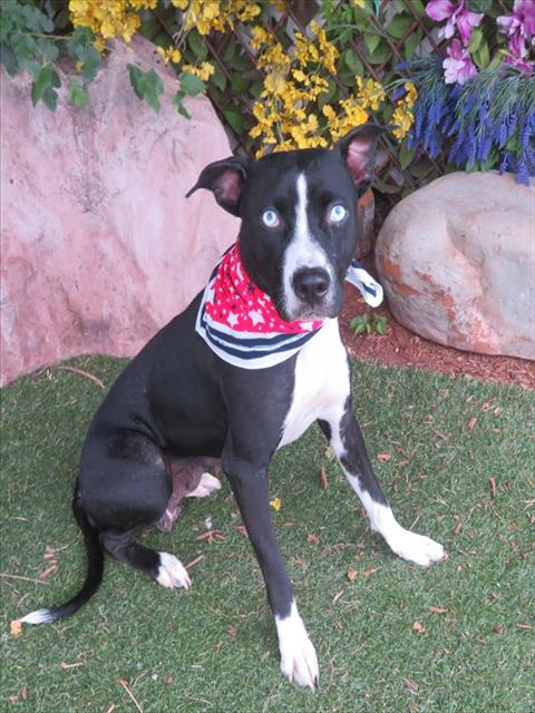 SQUIRT, an adoptable Hound in Oklahoma City, OK