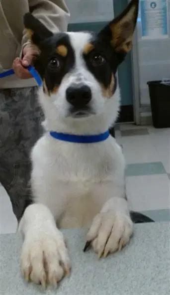Unknown - Australian Cattle Dog/Blue Heeler