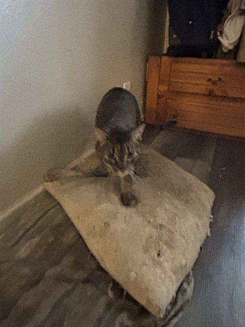 DERPY