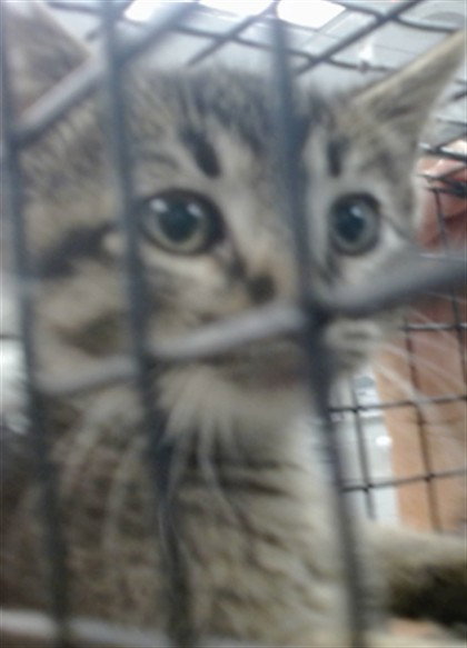 A476205