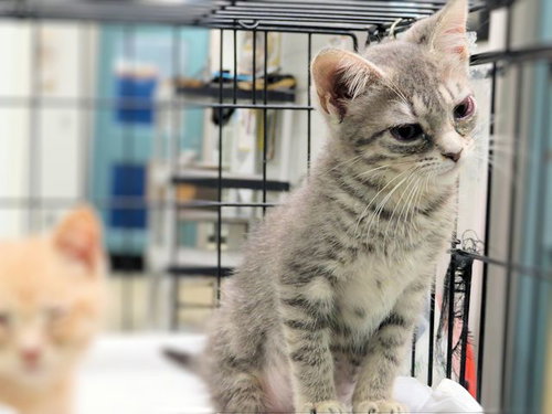 YAGA, Baby Domestic Short Hair (medium coat), cat for adoption in Edmond, Oklahoma
