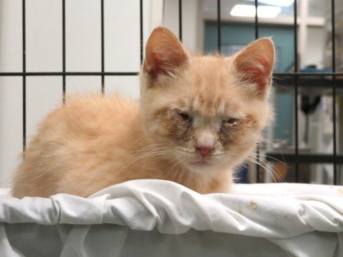 CLAUDIUS, Baby Domestic Short Hair (medium coat), cat for adoption in Edmond, Oklahoma