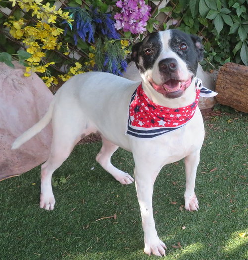 SADIE, an adoptable American Bulldog in Oklahoma City, OK