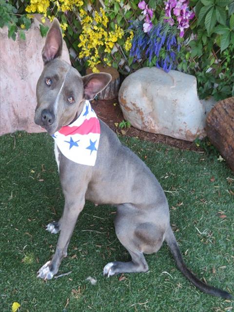 BETSY ROSS