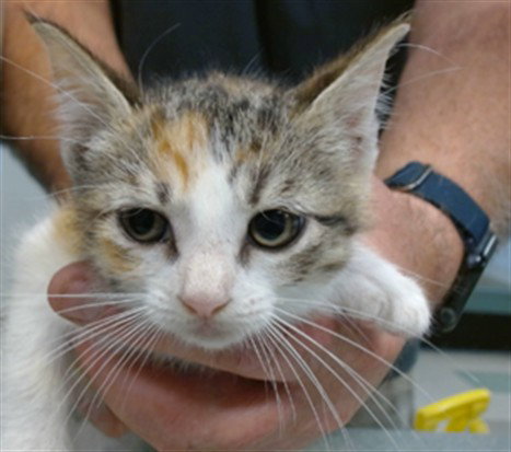 A475843, Baby Domestic Short Hair (medium coat), cat for adoption in Norman, Oklahoma