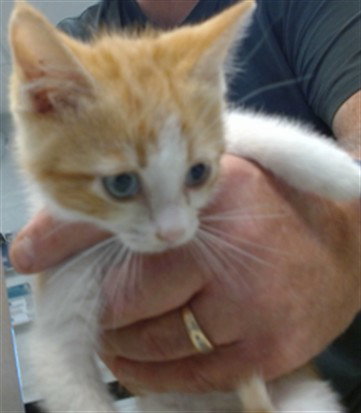 A475837, Baby Domestic Short Hair (medium coat), cat for adoption in Norman, Oklahoma
