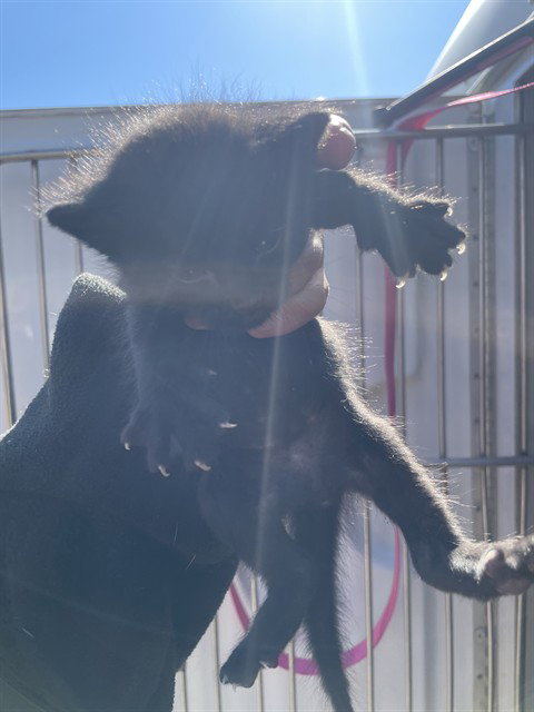 BIANCA, Baby Domestic Short Hair (medium coat), cat for adoption in Norman, Oklahoma