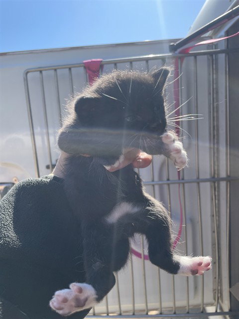 NIGEL, Baby Domestic Short Hair (medium coat), cat for adoption in Norman, Oklahoma