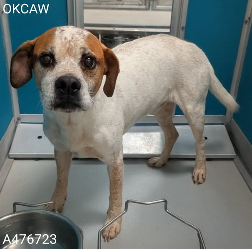 A476723, an adoptable Boxer in Oklahoma City, OK