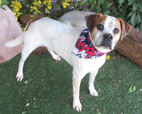 MOE, an adoptable Boxer in Oklahoma City, OK