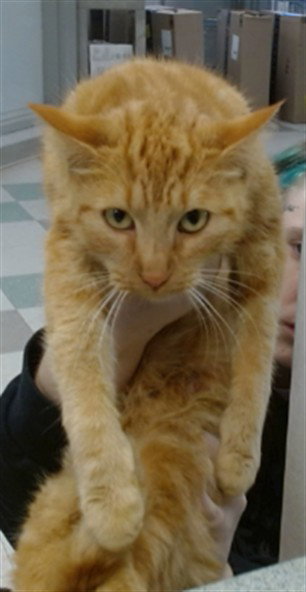 PEACHES, an adoptable Domestic Short Hair in Oklahoma City, OK