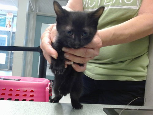 PRINCESS, an adoptable Domestic Short Hair in Oklahoma City, OK