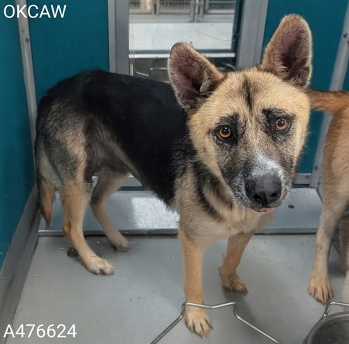 A476624, an adoptable German Shepherd Dog in Oklahoma City, OK
