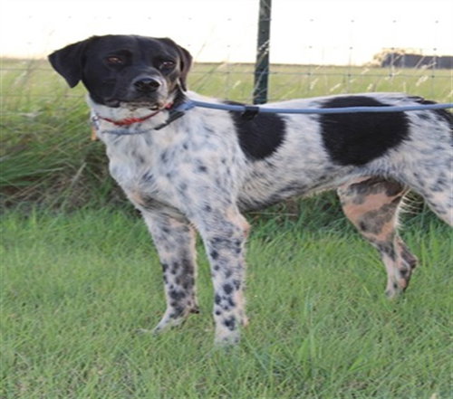 picture of the dog needing adoption