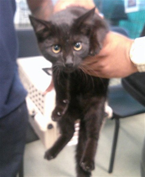 A476779, an adoptable Domestic Short Hair in Oklahoma City, OK