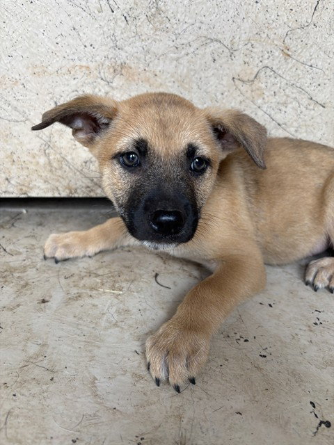 A478164, an adoptable Black Mouth Cur in Oklahoma City, OK