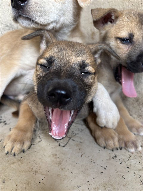 A478166, an adoptable Black Mouth Cur in Oklahoma City, OK