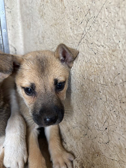 A478167, an adoptable Black Mouth Cur in Oklahoma City, OK