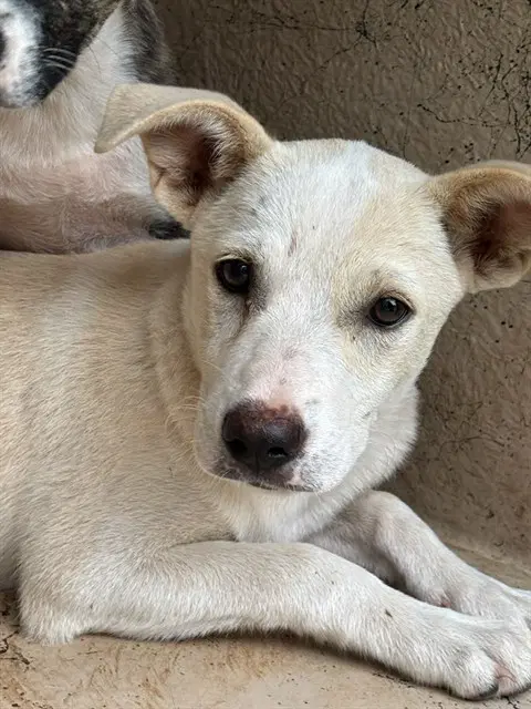 Unknown - German Shepherd Dog