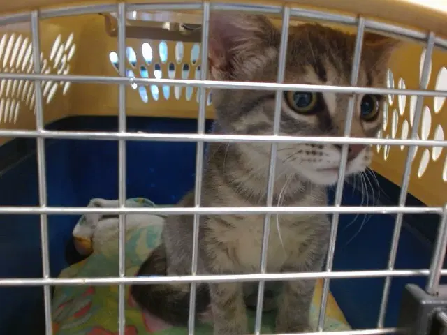 Unknown - Domestic Short Hair