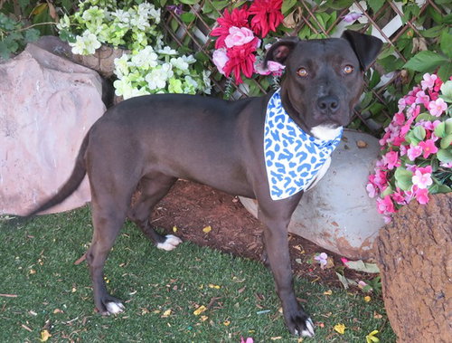 picture of the dog needing adoption