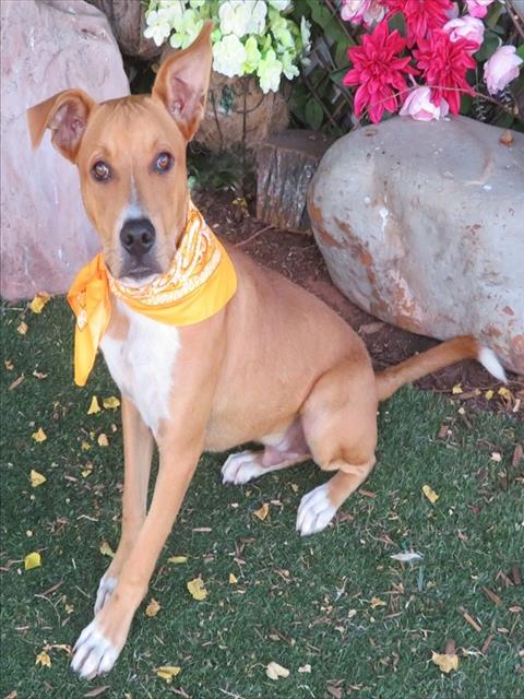 picture of the dog needing adoption