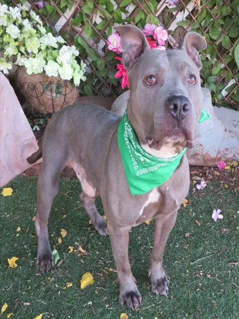 Unknown - American Staffordshire Terrier
