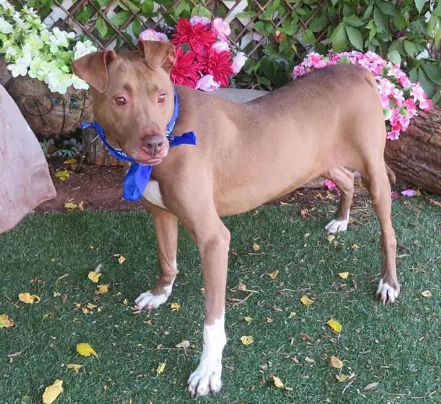 Calvin - Pit Bull Terrier
