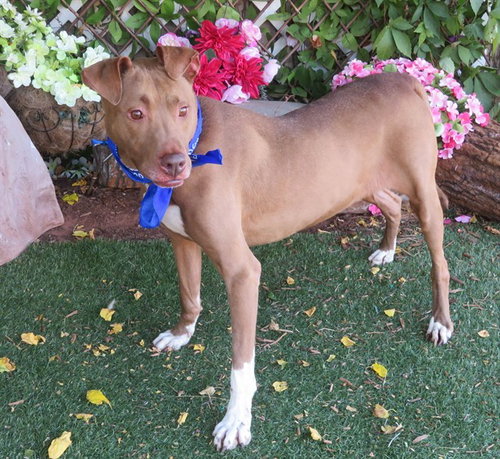 picture of the dog needing adoption