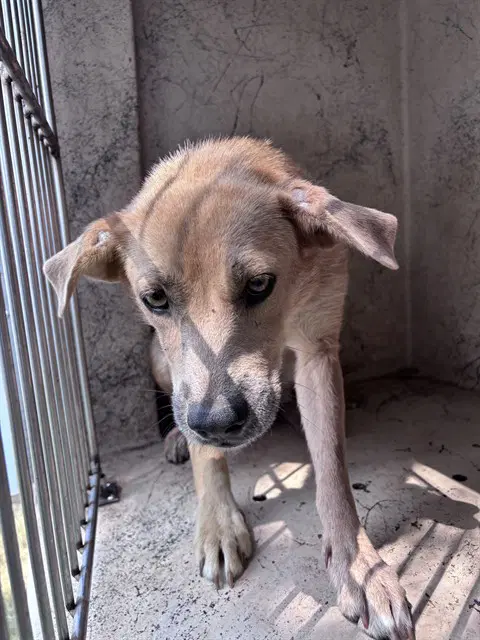 Unknown - Black Mouth Cur