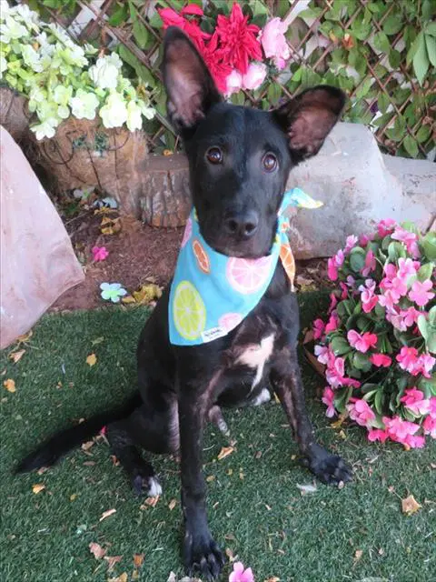 Unknown - Australian Cattle Dog/Blue Heeler