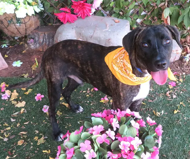 Unknown - Plott Hound
