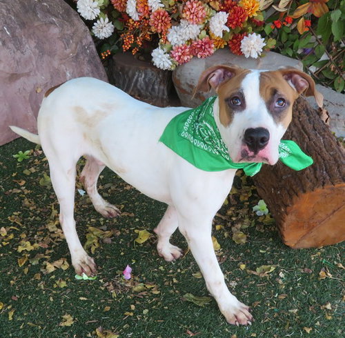 picture of the dog needing adoption