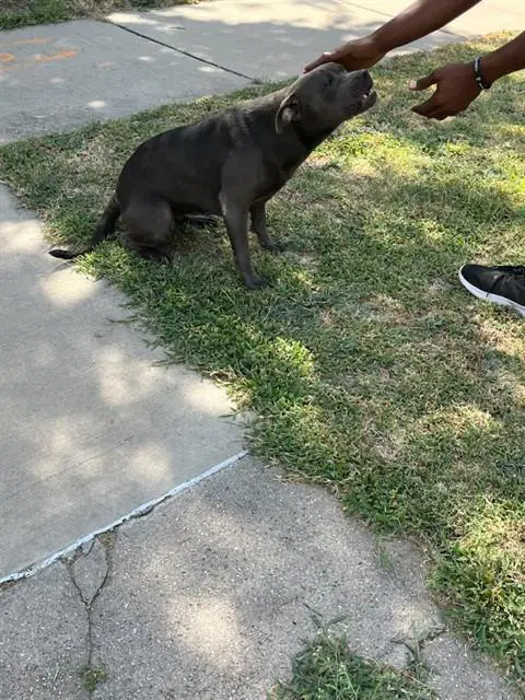 Big Mama - Pit Bull Terrier