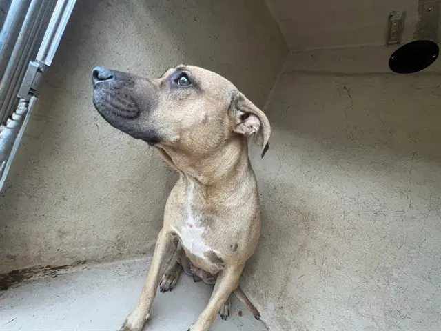 Unknown - Pit Bull Terrier