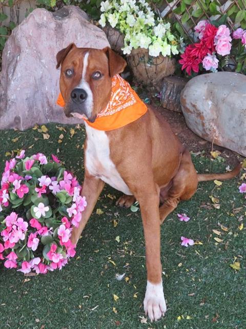 picture of the dog needing adoption