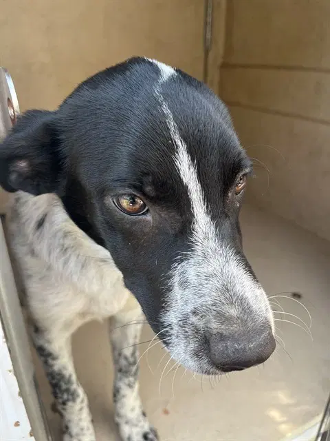 Unknown - Australian Cattle Dog/Blue Heeler