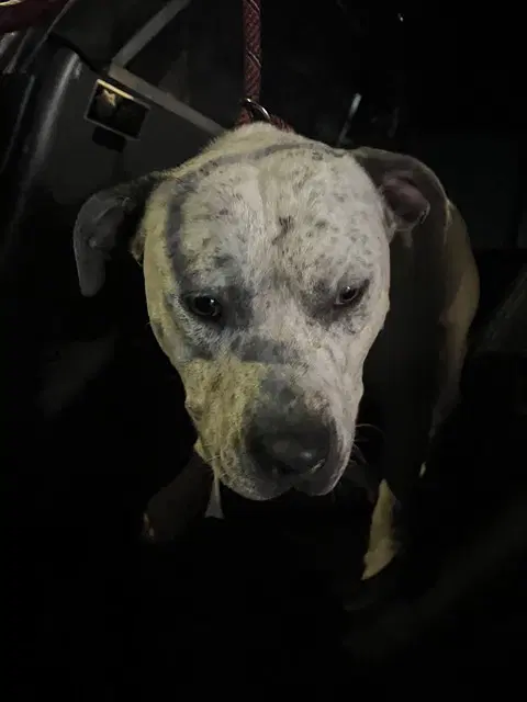 Unknown - American Pit Bull Terrier