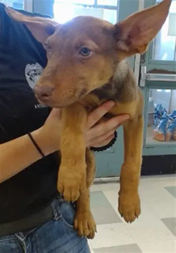 Unknown - German Shepherd Dog