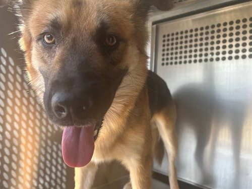 picture of the dog needing adoption
