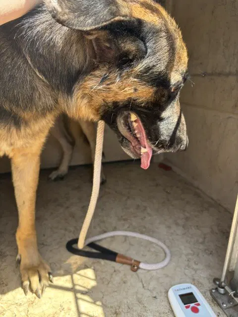 Unknown - German Shepherd Dog