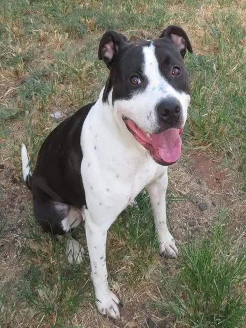 Queeny - Pit Bull Terrier