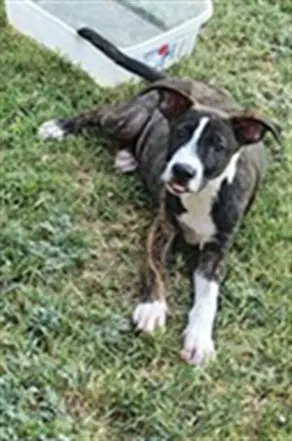 Unknown - American Staffordshire Terrier