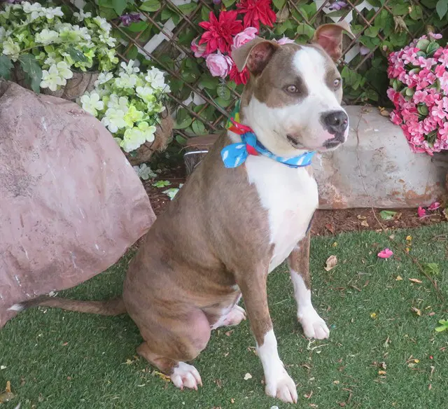 Vinny - Pit Bull Terrier