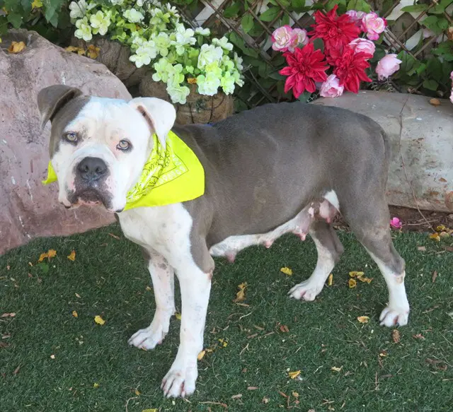 Lady - American Bulldog