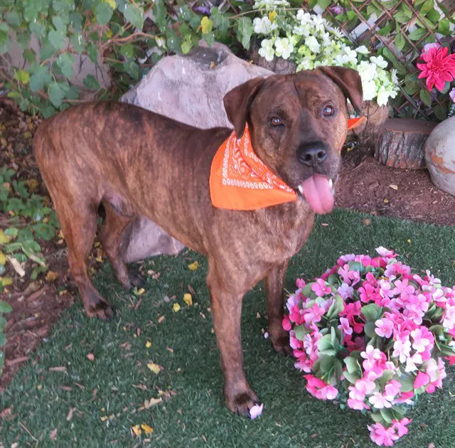 Zachary - Plott Hound