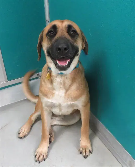 Waldo - Black Mouth Cur